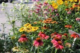 Jeżówka, czyli echinacea to wspaniały kwiat do miejskich ogrodów, nadaje się także na balkony i miejskie rabaty