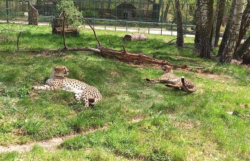 Niecodzienne narodziny w gdańskim zoo. Na świat przyszło pięć gepardów grzywiastych!