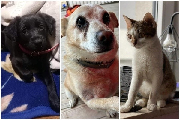 Wrocławski TOZ publikuje zdjęcia zwierząt, w imieniu których interweniują wolontariusze. Te koty i psy poszukują nowego domu, w którym dostaną odrobinę ciepła. Przejdź do galerii, żeby poznać ich historie >>