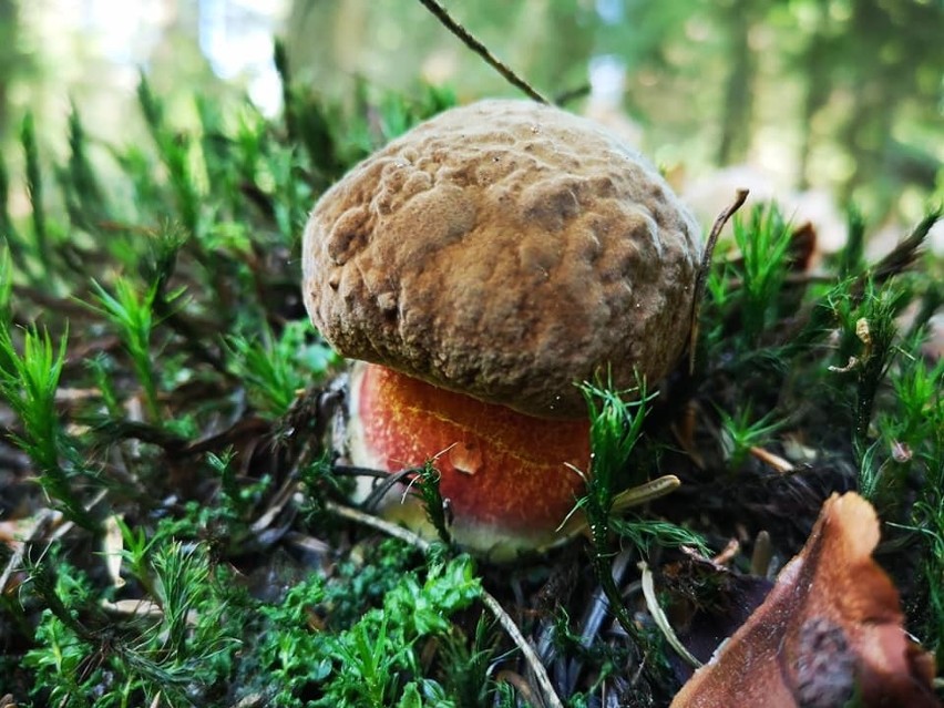 W świętokrzyskich lasach pojawiły się pierwsze grzyby. Jest ich całkiem sporo. Zobacz gdzie i jakie? (ZDJĘCIA)