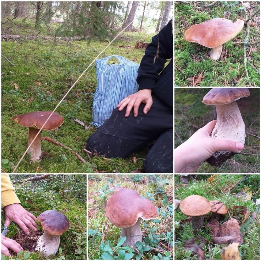 Zdjęcia grzybów od naszych internautów. Zobacz piękne okazy