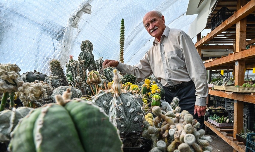 Dr inż. Piotr Licznerski prowadzi pokaźną hodowlę kaktusów w...