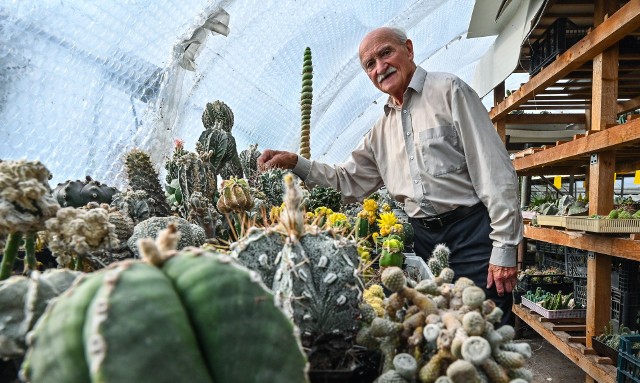 Dr inż. Piotr Licznerski prowadzi pokaźną hodowlę kaktusów w podbydgoskim Jarużynie. Liczy ona już około 1,5 miliona kaktusów i blisko 8 tysięcy gatunków i odmian.