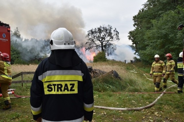 Jako pierwsza zapłonęła sterta drewna, później pożarem zajął się sąsiedni las, ale na szczęście ogień szybko został opanowany. Strażacy musieli chronić też pobliskie pola kukurydzy oraz stogi słomy. Nikt nie został poszkodowany.Zobacz zdjęcia -->