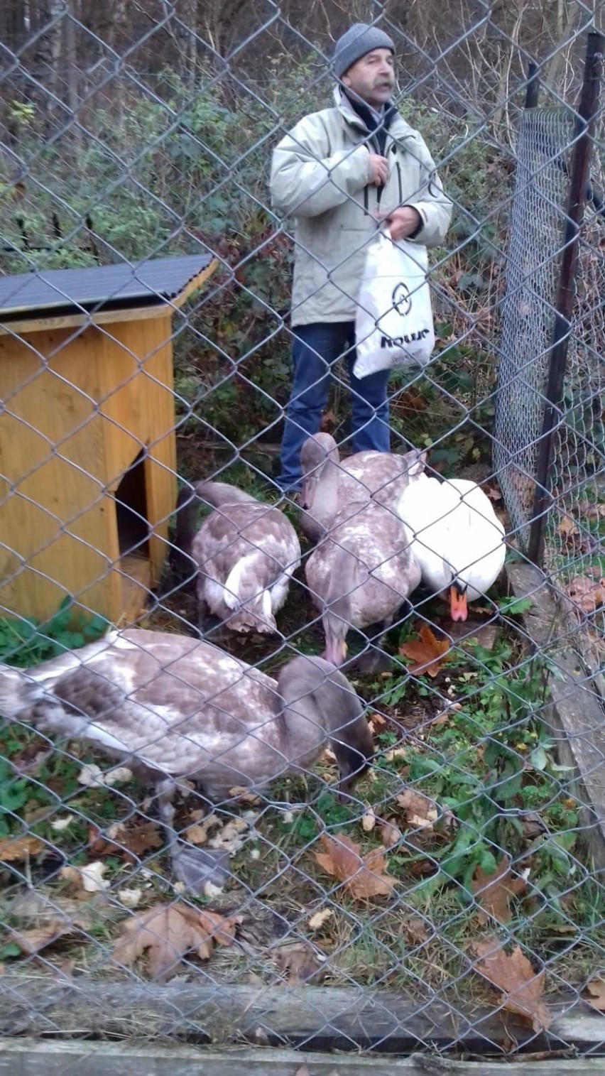 Łabędzie nie zamieszkają w Szczecinku. Los ich nie oszczędza [zdjęcia]