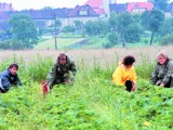 Leptospiroza - śmiertelna truskawkowa choroba z plantacji w Niemczech już w Polsce