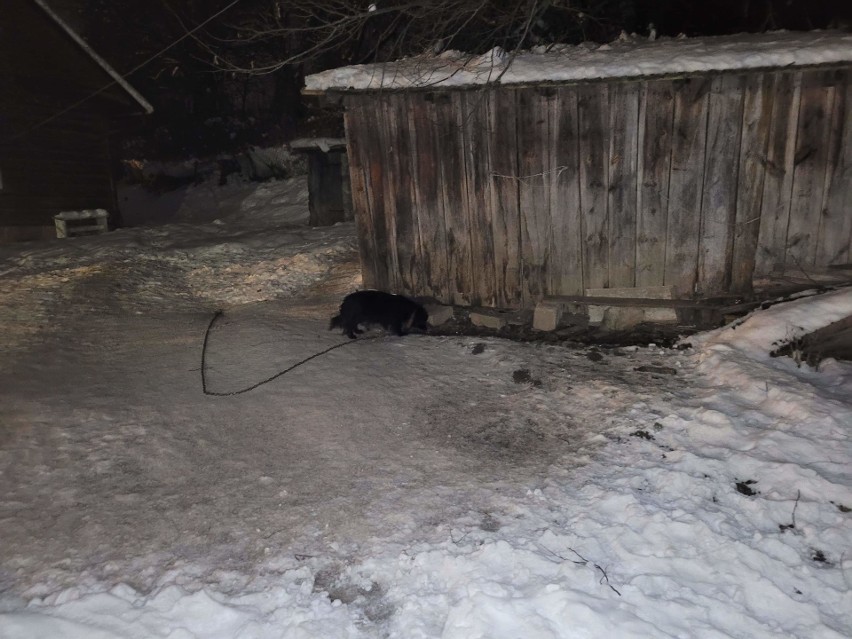 Warunki psa sprzed interwencji mieszkanki Rzeszowa