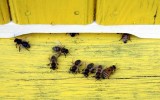 Sołtys Redęcina apeluje do rolników i ogrodników o ochronę pszczół