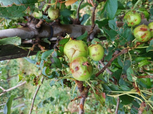 Tak wyglądały jabłka w jednym z sadów na terenie gminy Łącko po gradobiciach