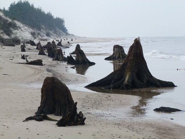 Przyrodnicy z Słowińskiego Parku Narodowego publikują zdjęcia martwego lasu, który odsłoniło morze na plaży w pobliżu Rowów. Jak twierdzą ponad 3 tys. lat temu w tym miejscu rosły dąbrowy. Teraz morze odsłania pozostałości po dawnej puszczy. Słona woda dobrze zakonserwowała tych świadków historii. "W miejscu gdzie rosły drzewa możemy obserwować fragmenty żyznych gleb kopalnych. W miarę działalności morza, części dawnych pozostałości (które około 3000 lat temu uległy najprawdopodobniej spaleniu), pod wpływem sztormowej działalności morza i przesuwania się morza w kierunku południowym, została zalana, a inne zostały zasypane piaskiem." - wyjaśniają na profilu społecznościowym przyrodnicy z SPN. (function(d, s, id) {  var js, fjs = d.getElementsByTagName(s)[0];  if (d.getElementById(id)) return;  js = d.createElement(s); js.id = id;  js.src = "//connect.facebook.net/pl_PL/sdk.js#xfbml=1&version=v2.3";  fjs.parentNode.insertBefore(js, fjs);}(document, 'script', 'facebook-jssdk'));Tyle ludzi, tyle zdarzeń, na przestrzeni tych wszystkich lat, a one trwają, odsłaniane co jakiś czas przez morze. I tak od ponad 3 tys. lat. Fot. A. DemczakPosted by Słowiński Park Narodowy on 6 marca 2016