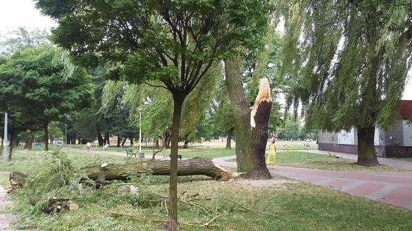 Częstochowa: porywisty wiatr powalił drzewa i zerwał linie wysokiego napięcia