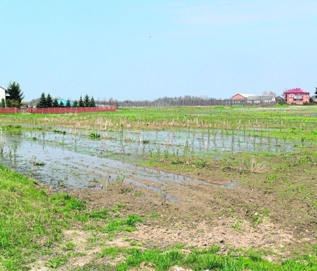 To jedno z wielu pól uprawnych na terenie gminy Koprzywnica, które wskutek podwyższenia się wód gruntowych nie nadaje się do użytkowania przez tamtejszych rolników.