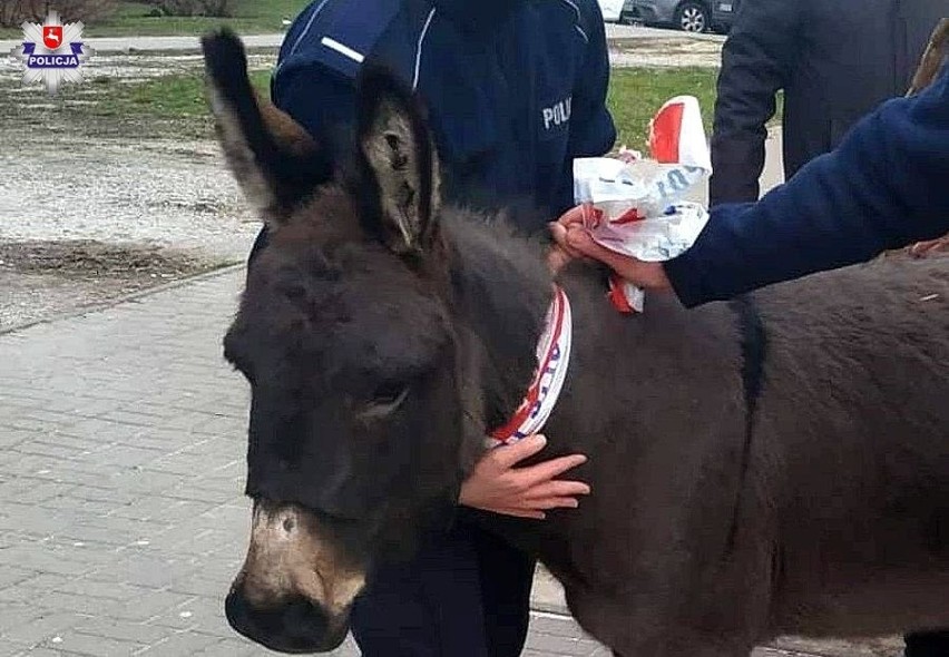 Policjanci musieli użyć policyjnej taśmy, żeby odprowadzić...