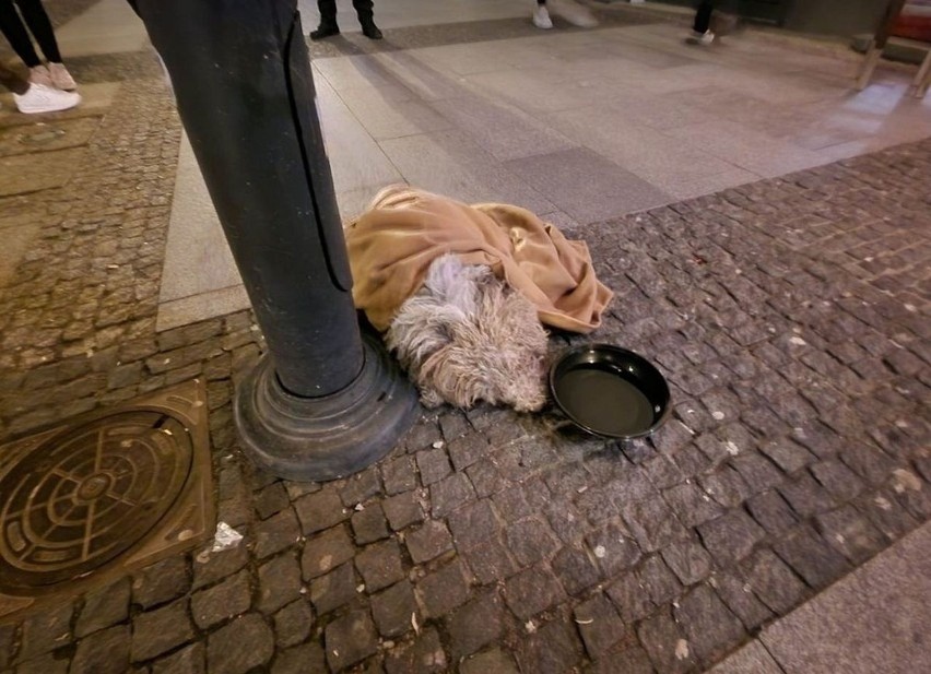 42-latka odpowie przed sądem za wyrzucenie psa przez balkon