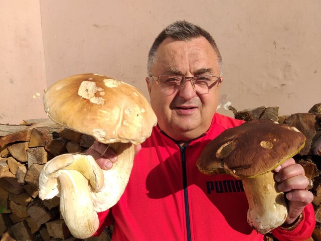 Pan Jerzy to zapalony grzybiarz. W okolicach Słupska znalazł borowiki giganty!