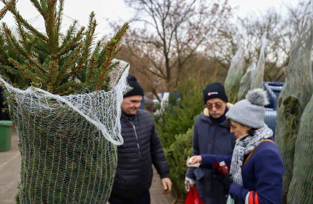 Sprzedaż choinek w Toruniu ruszyła na dobre. Choinki można już dostać m.in. na targowisku miejskim, Nadleśnictwie Toruń i marketach budowlanych. Gdzie i za ile kupimy choinki w Toruniu?