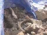 Robotnicy odkopali ludzkie kości