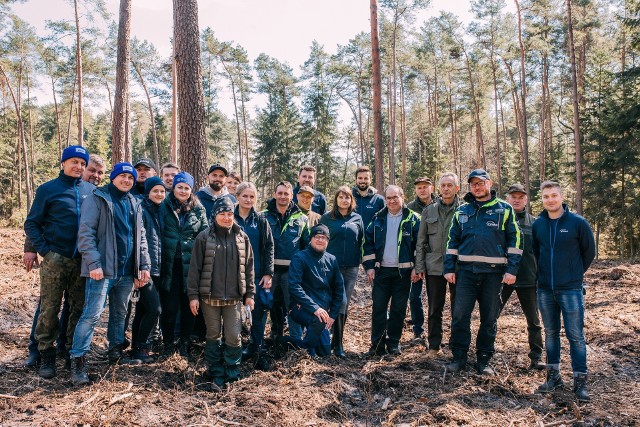 Wolontariusze z Enei Połaniec wraz z leśnikami posadzili 6 tysięcy sadzonek buka w leśnictwie Szczeka
