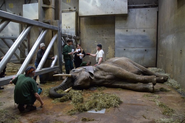 W ogrodzie zoologicznym w Poznaniu trwa walka o życie 35-letniej słonicy Lindy.