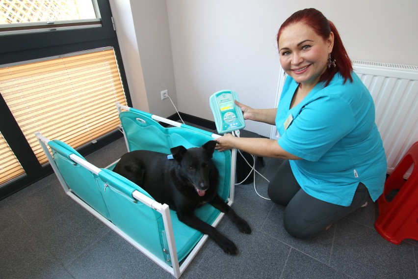 Brat Łapa w Kielcach - nowo otwarty gabinet rehabilitacji zwierząt. Jest masaż, magnetoterapia, a nawet... psi fitness