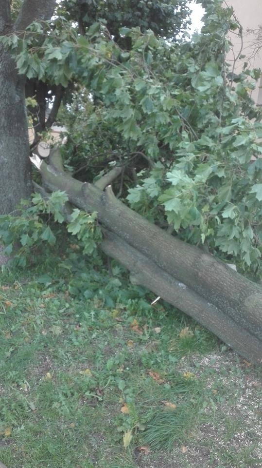 Powalone drzewa przy ulicy Armii Krajowej w Jędrzejowie,...