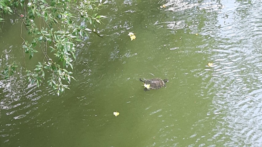 We wrocławskiej fosie miejskiej podziwiać można żółwie...