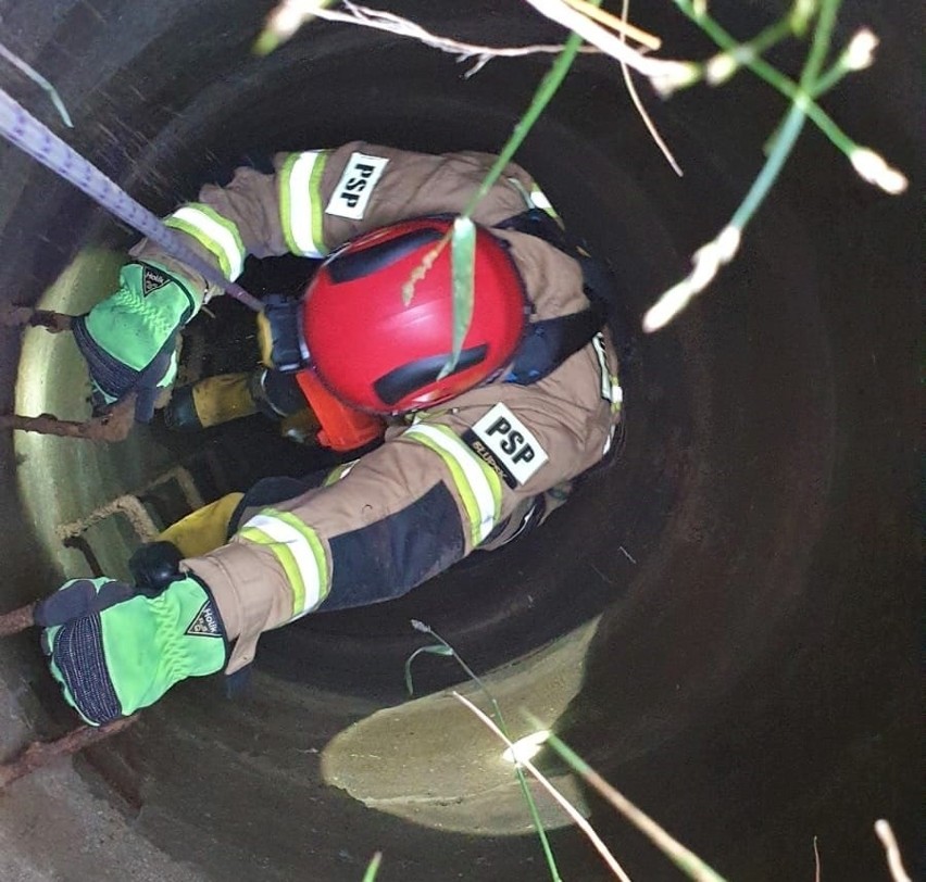 Słupscy strażacy uratowali małą sarenkę, która wpadła do studzienki 