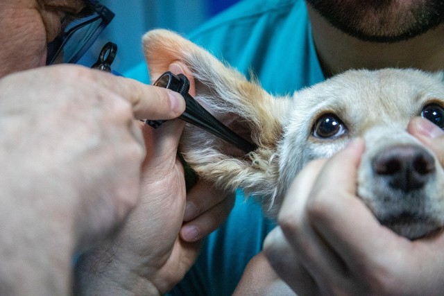 Podpowiedzią przy poszukiwaniach najlepszego gabinetu i kliniki mogą być oceny użytkowników Google, w którym każdy może wystawić ocenę i opinię lekarzowi wybranej specjalizacji. W serwisie nie brakuje gabinetów, które mają najwyższe noty i są polecane przez najliczniejszą liczbę właścicieli zwierząt. Informacje o nich znajdziecie w zamieszczonym rankingu 20 gabinetów weterynaryjnych w Poznaniu.Czytaj dalej --->