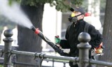 Mieszkańcy: "Plaga komarów w Opolu!". Ratusz zapowiada odkomarzanie, ale za kilka tygodni