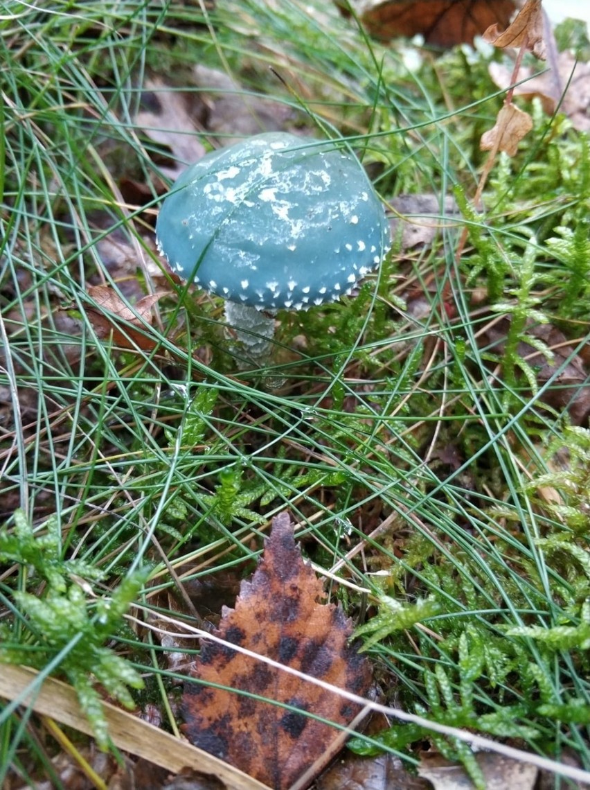 Niebieski grzyb znaleziony w lasach pod Bytowem to...