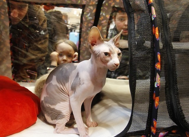 Wystawa kotów rasowych w Galerii Kaskada przyciągnęła tłumy.