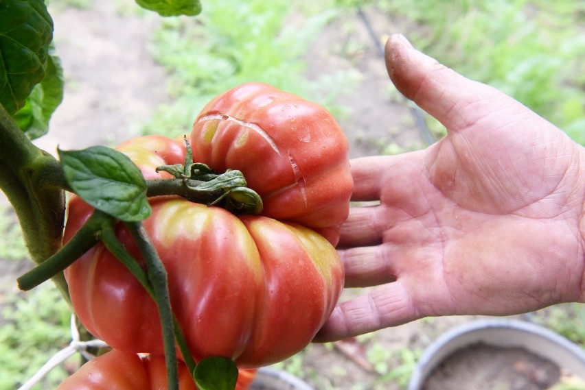 Ogromne pomidory na działce zielonogórzanina Zbigniewa...