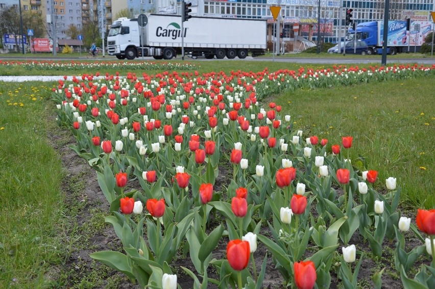 Wiosenne kwiaty zakwitły na wielu klombach w Stalowej Woli....