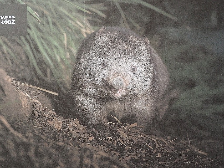 W podziemnym zoo zamieszkają wombaty, torbacze z Australii.