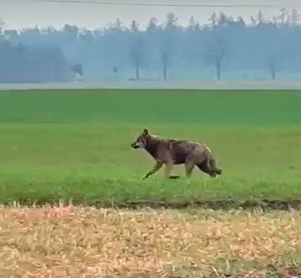 Okazały osobnik pojawił się pod Krapkowicami. Wilk w biały dzień zbliżył się do zabudowań.