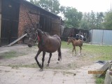 Konie i koza chodzą po ulicach Rybnika! [ZDJĘCIA] Zwierzęta uciekły z gospodarstwa