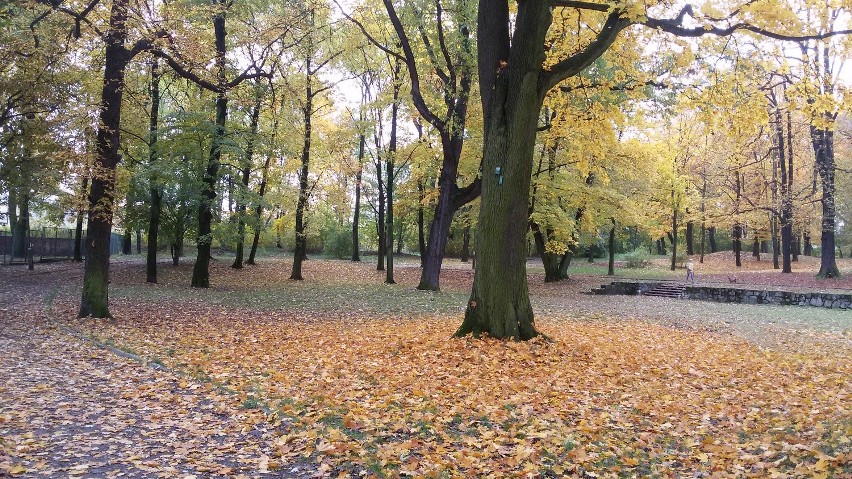 Zobacz jesień w Parku Dietla w Sosnowcu [ZDJĘCIA]
