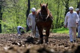 Co słychać w lubelskim skansenie? Praca wre i ziemniaki już posadzone! Zobaczcie