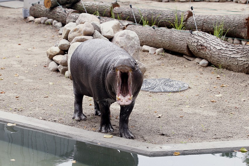 Jabari, młody hipopotam, zamieszakł w łódzkim zoo 