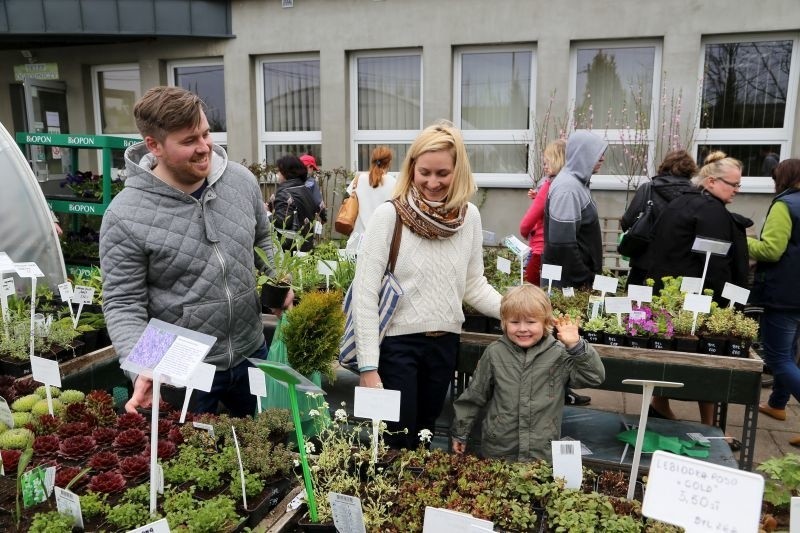 Kiermasz sadzonek leśnych i ozdobnych (zdjęcia)