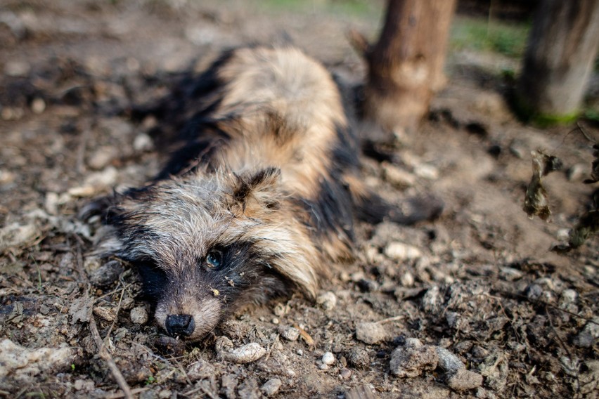 Zambrów. Aktywiści Fundacji VIVA znaleźli martwe i ranne zwierzęta na fermie futrzarskiej. Właściciel się wściekł (ZDJĘCIA)