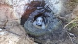 Gdańsk. Chwile grozy podczas spaceru z psem. Zwierzę wpadło do głębokiej dziury! Potrzebna była pomoc służb. ZDJĘCIA