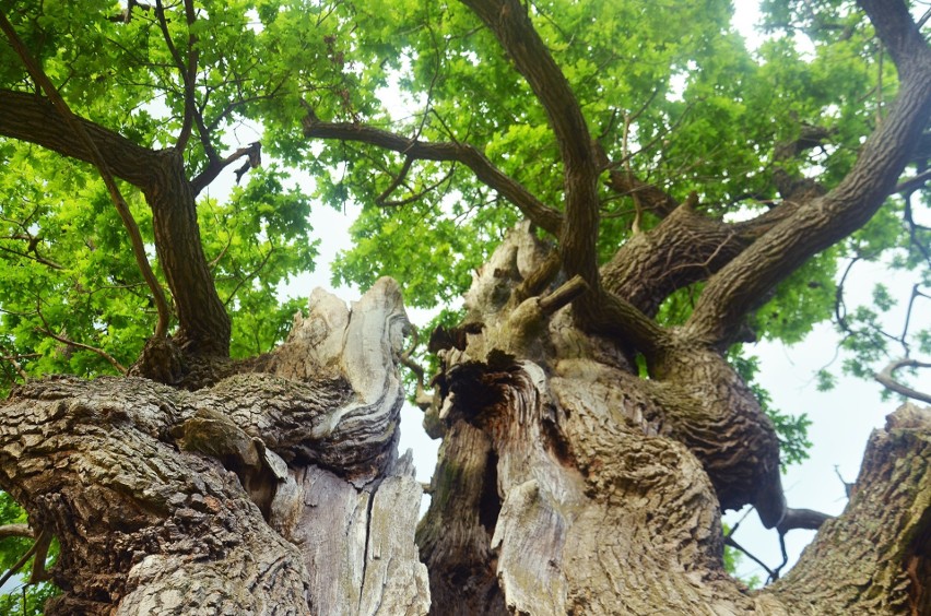 Podlaski Dąb Dunin prowadzi w w konkursie na Europejskie Drzewo Roku. Głosowanie trwa do końca lutego