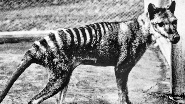 Wilkowór tasmański w berlińskim zoo w 1933 roku. Prawie 100 lat po wyginięciu ten gatunek może odżyć na nowo