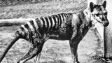 Park Jurajski dzieje się teraz! Naukowcy planują wskrzeszenie zwierzęcia, które wyginęło w 1936 roku