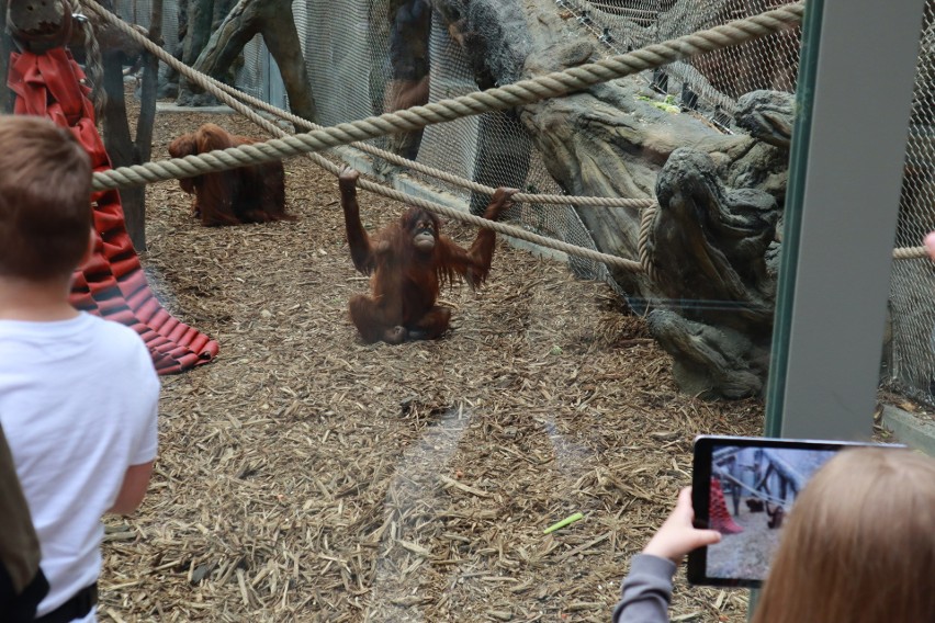 Samice orangutanów zajmują się swoim potomstwem do siódmego...