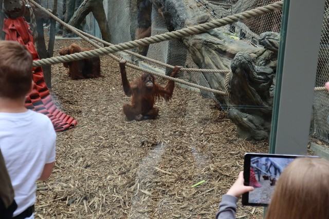 Samice orangutanów zajmują się swoim potomstwem do siódmego roku życia.