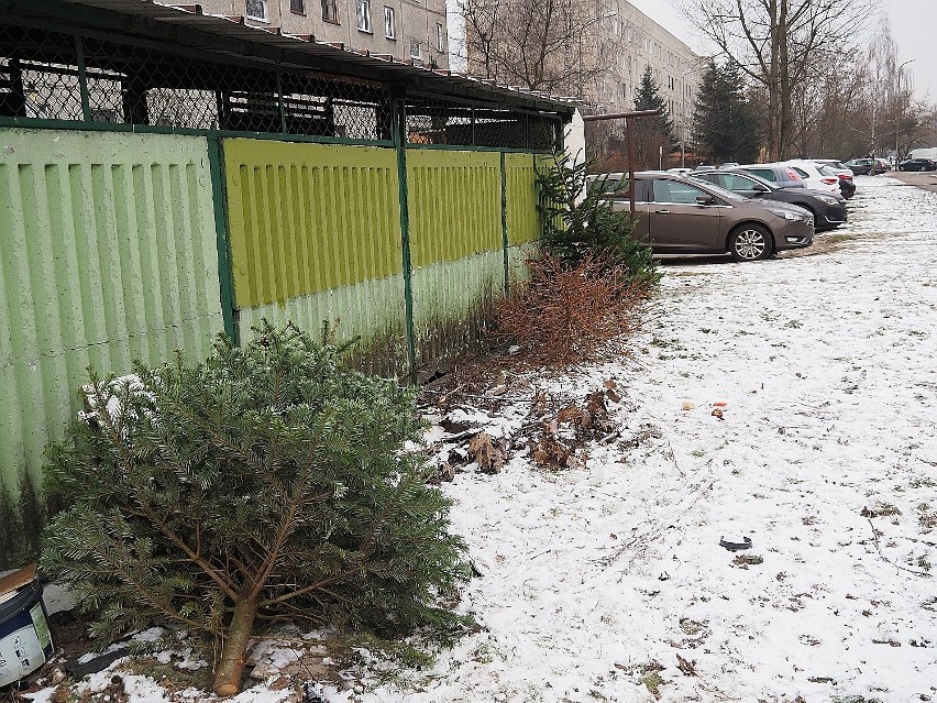 Świąteczne choinki trafią do kompostowni, można je także podarować  