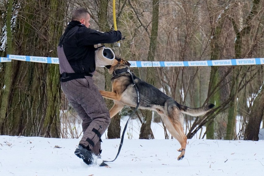 Białystok. Demon w akcji, czyli szkolenie policyjnych psów służbowych