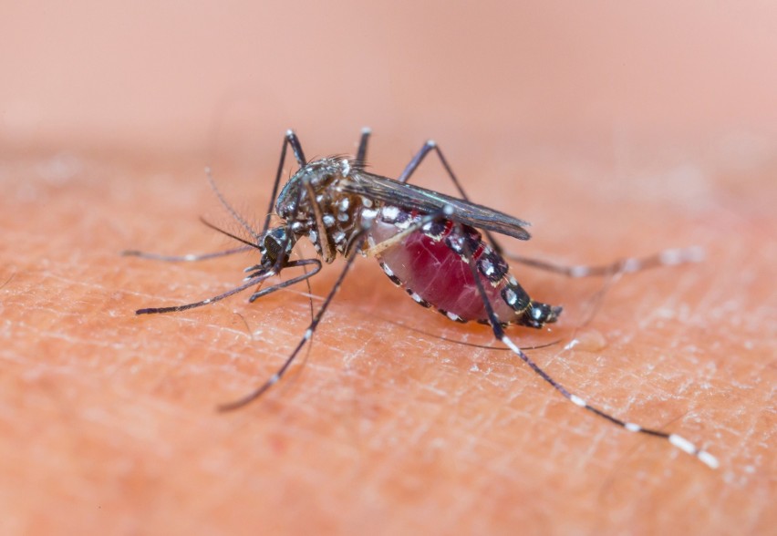 Malaria to zagrażająca życiu choroba krwi przenoszona przez...